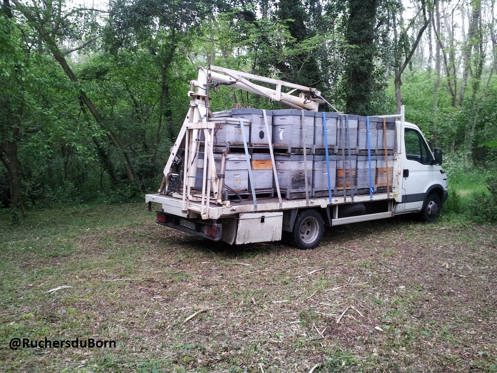 arrivée sur un rucher d'acacia (mai, Foret des landes girondine)