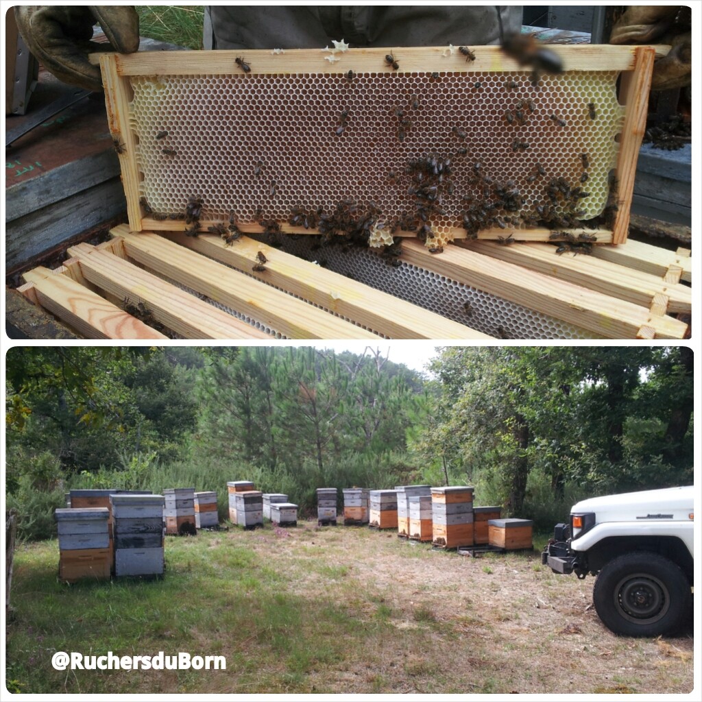 miel de bruyère des Landes et ruchers