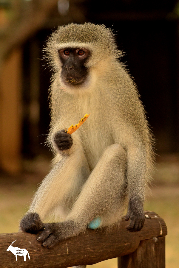 Grünmeerkatze