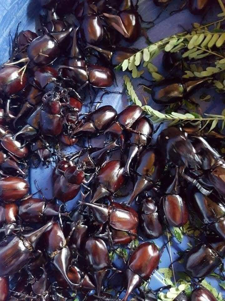 カブトムシ
