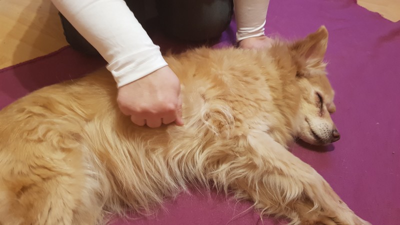 Atemtherapie hundephysiotherapiemarxs Webseite!