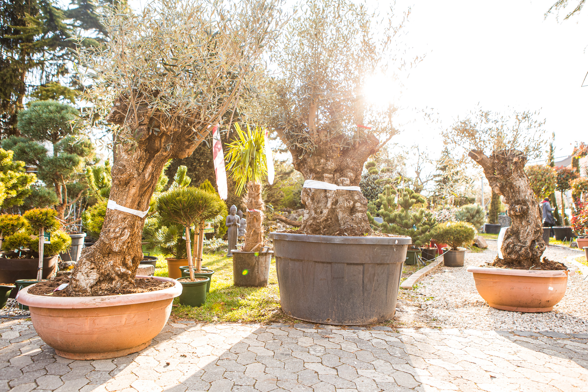 Mediterane Gehölze - Gärtnerei Hupp