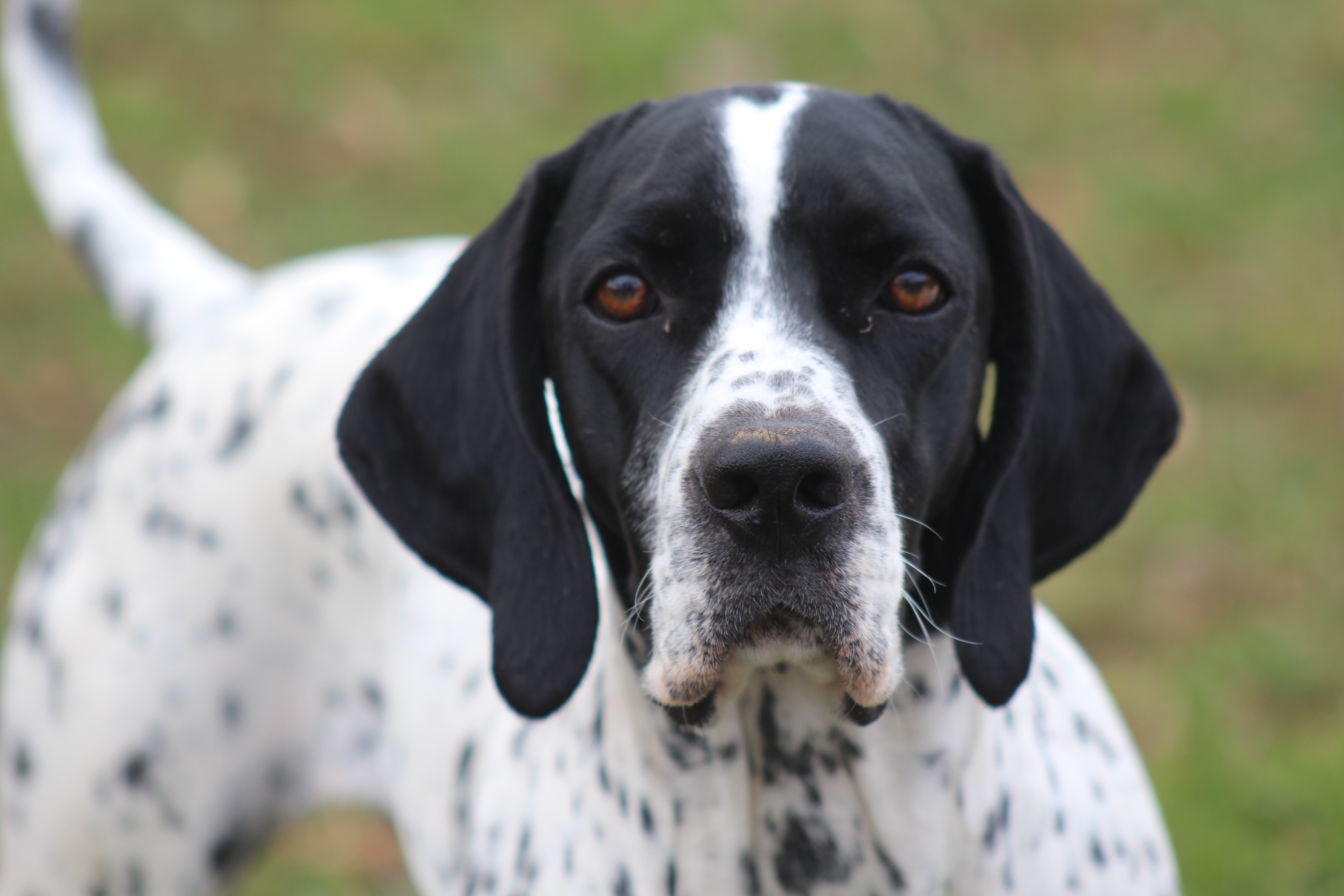The Braque d'Auvergne: A Loyal and Energetic Hunting Dog 4 Braque D'Auvergne Size