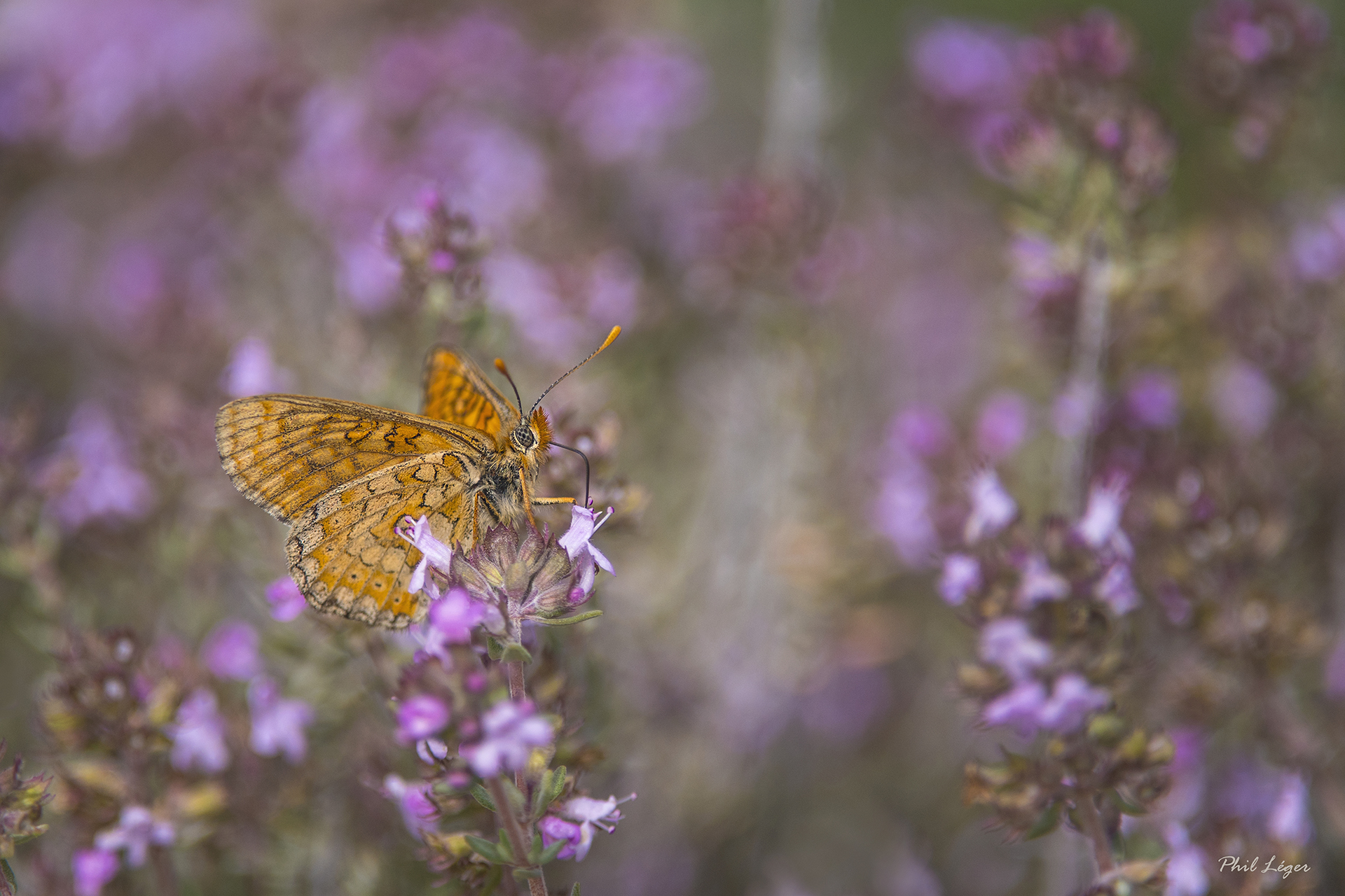 Papillon ©Phil Léger