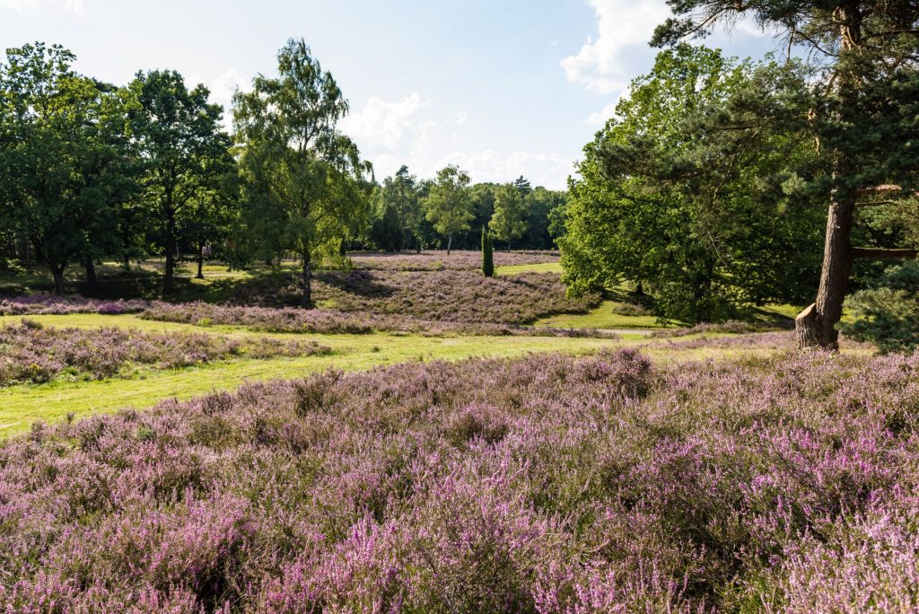 Blick in die Lüneburger Heide