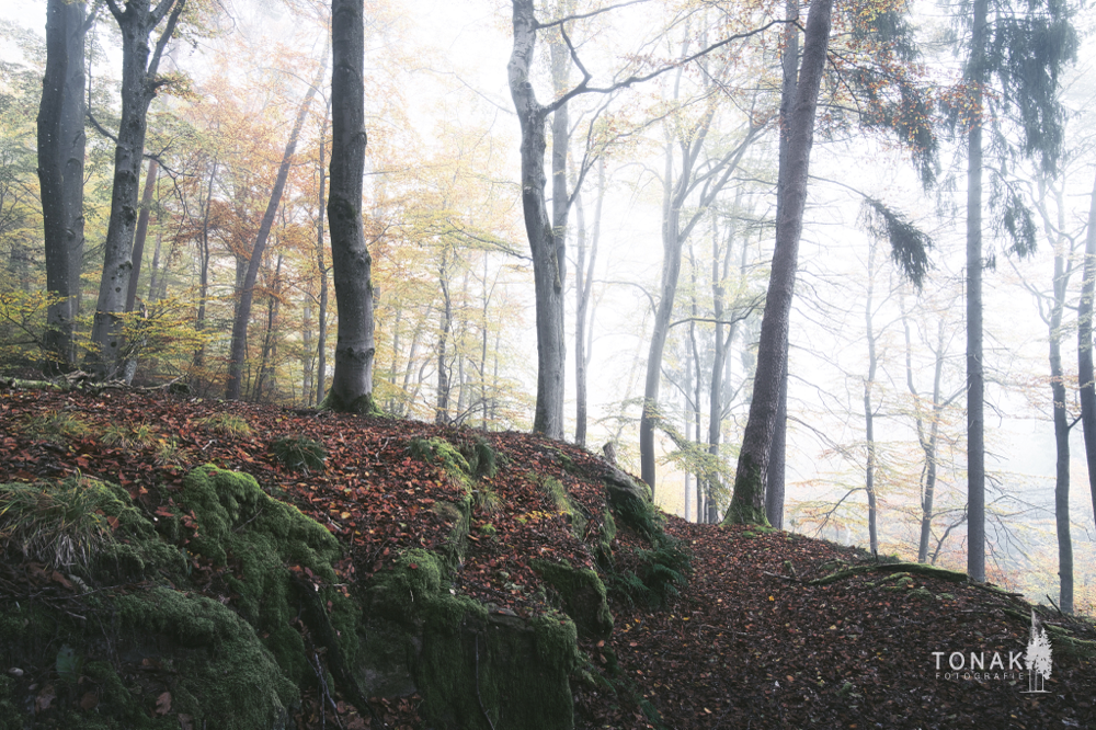 (c) www.tonak-fotografie.de