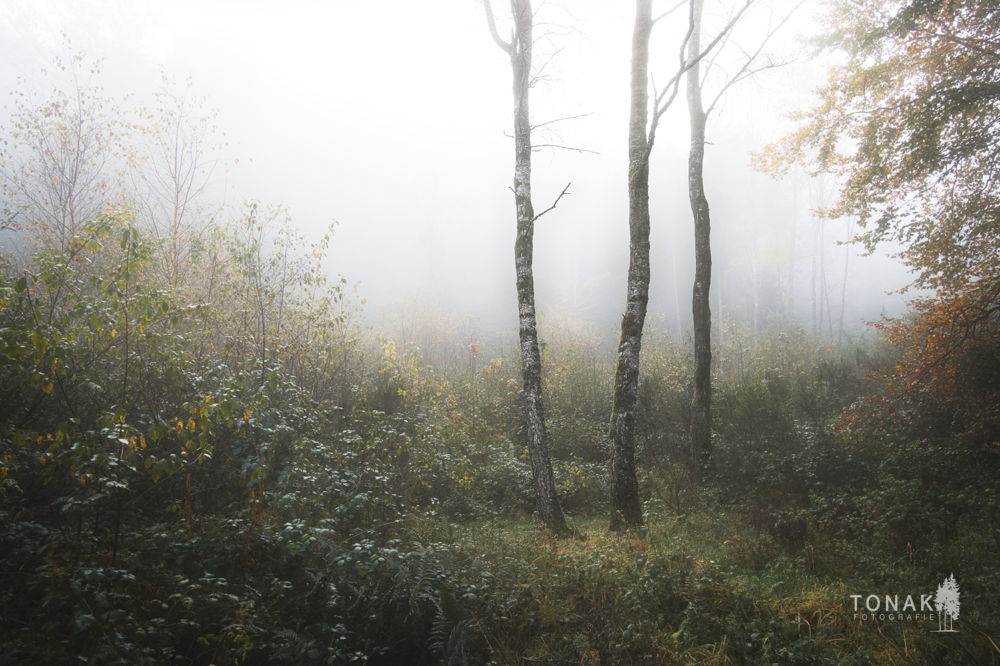 (c) www.tonak-fotografie.de