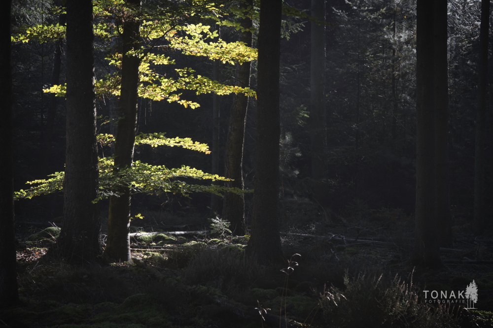 (c) www.tonak-fotografie.de