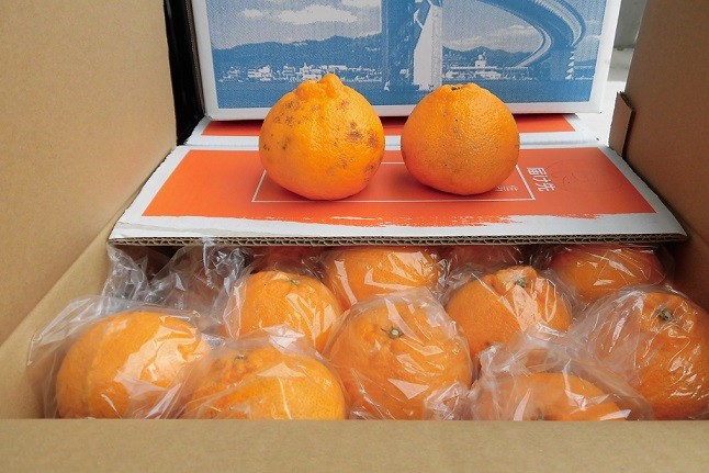 商品はすべて送料無料です - utomikan.com！