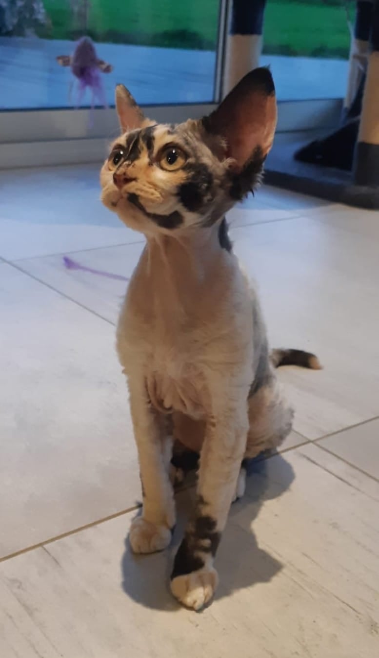 November 2021 : Sofia / Yuvaline Devon Rex