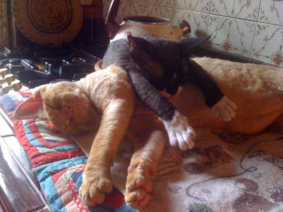 January 2017 : Sandra Arnolfo's cats