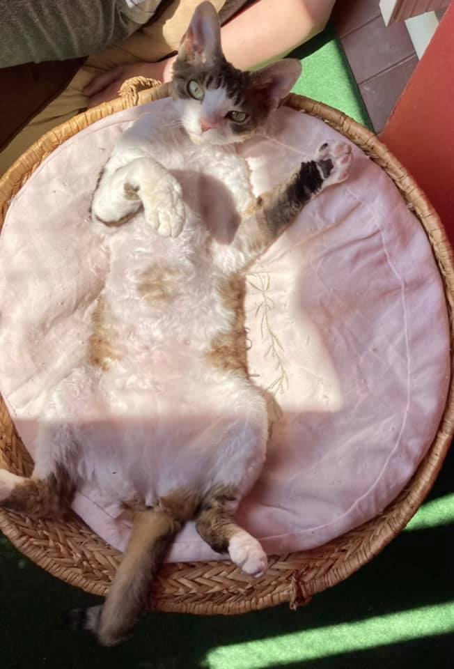 July 2021 (1er ex aequo) : Pétunia / Alexandra Boutin