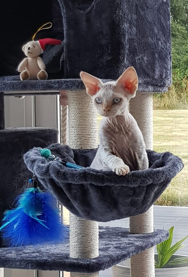 Septembre 2019 : Pavot à Royal Pottock