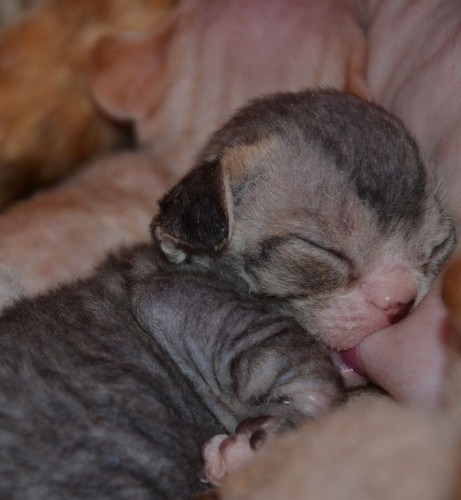 May 2014: Kitten from Graine D'Amour du Caramy / Caty Curtil