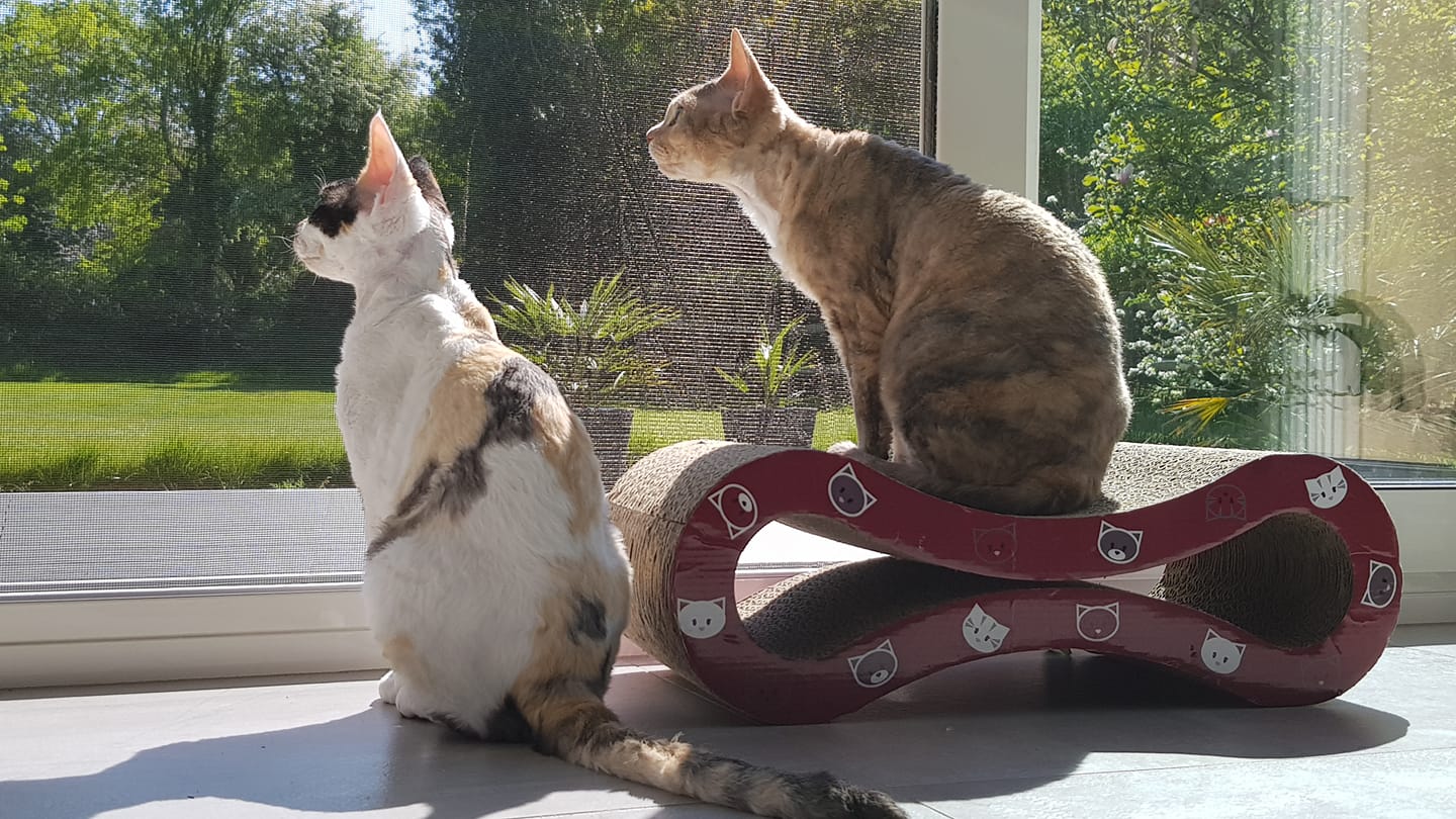 May 2020 : Opaline and Pauline / Cattery of Yuvaline