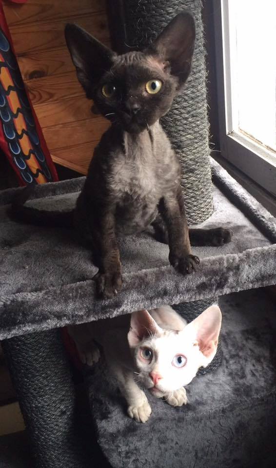 October 2017 : Kittens / Kari Ne Pxp