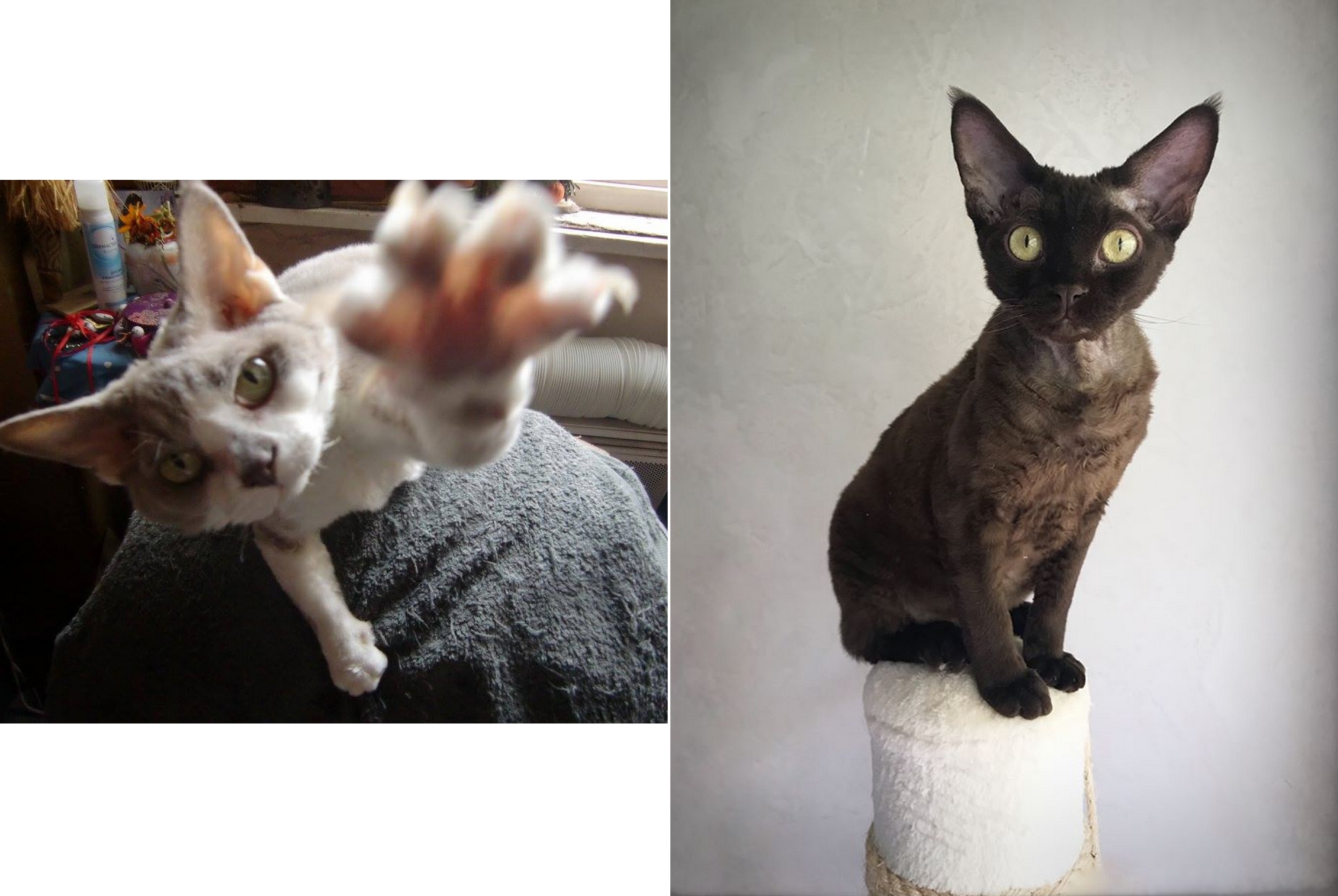 April 2020 : Initial / Momo Fuente and Praliiné / Marina Bordet