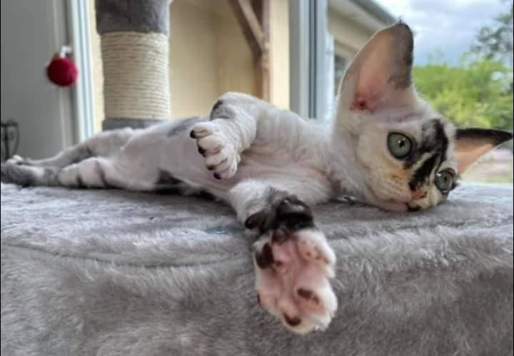 September 2021 : Sofia / Yuvaline Devon Rex