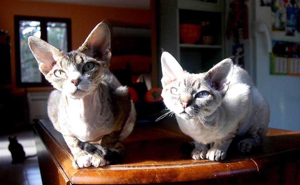 January 2015: Jade & Jaime du Caramy / Catherine Curtil