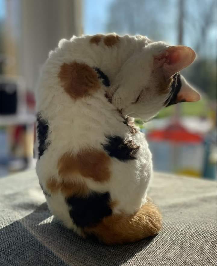 Décembre 2021 : Saphir à Yuvaline Devon Rex