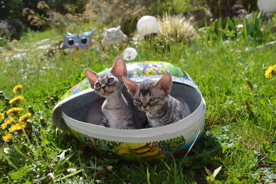May 2019 : Kittens / Sandra Arnolfo New