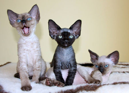 January 2016: 3 kittens from "La Douceur de Vivre" cattery / Corinne Pinecki