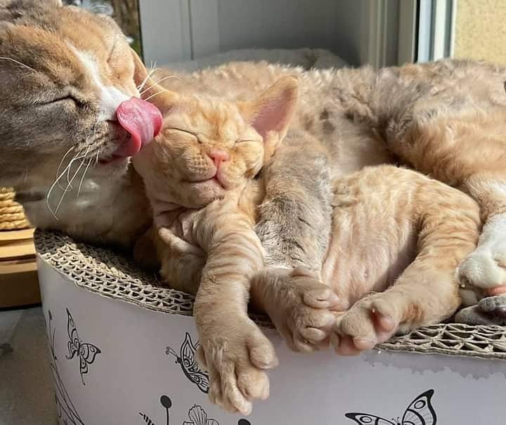 Mai 2021 : Soupline et sa maman à Yuvaline Devon Rex