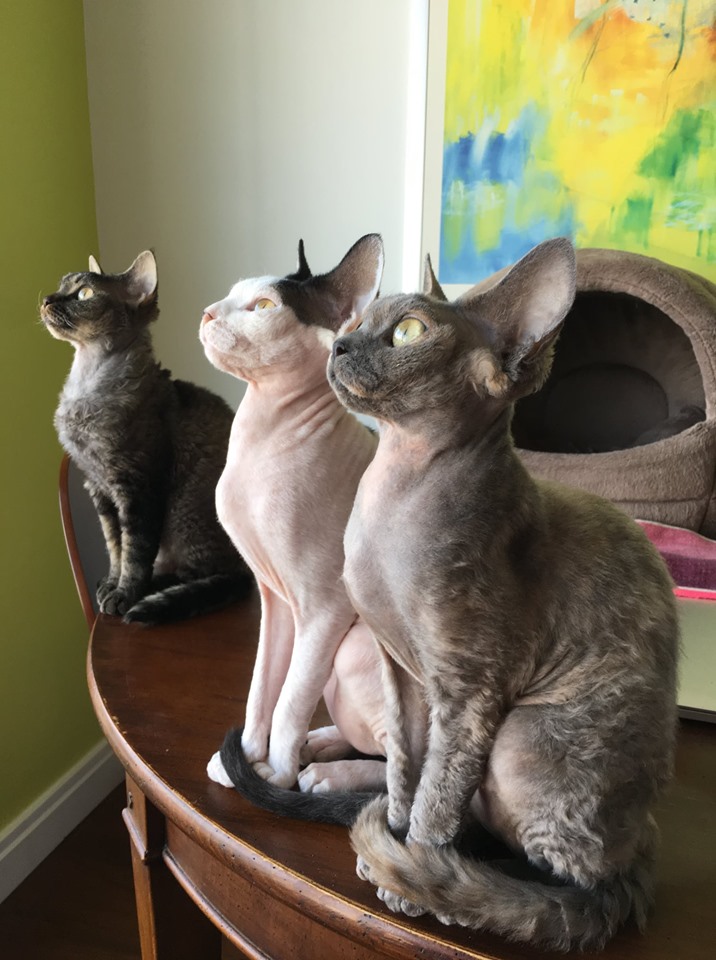 November 2019 : 3 cats / Céleste Ulbert