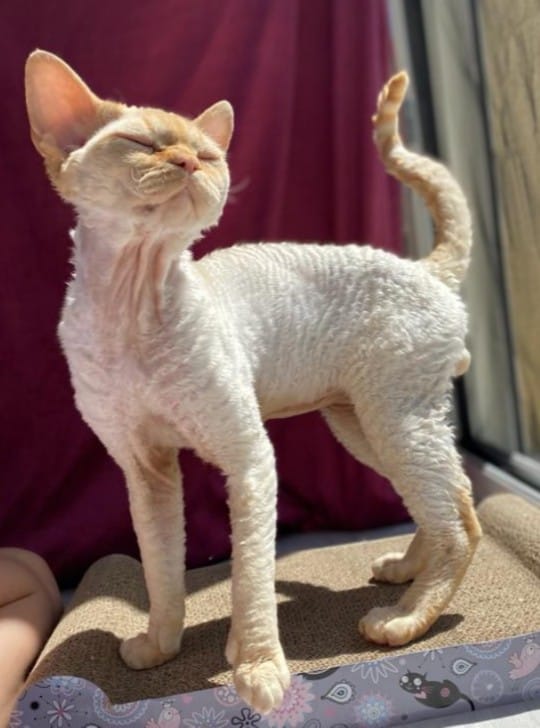 January 2021 : Pavot / Yuvaline Devon Rex