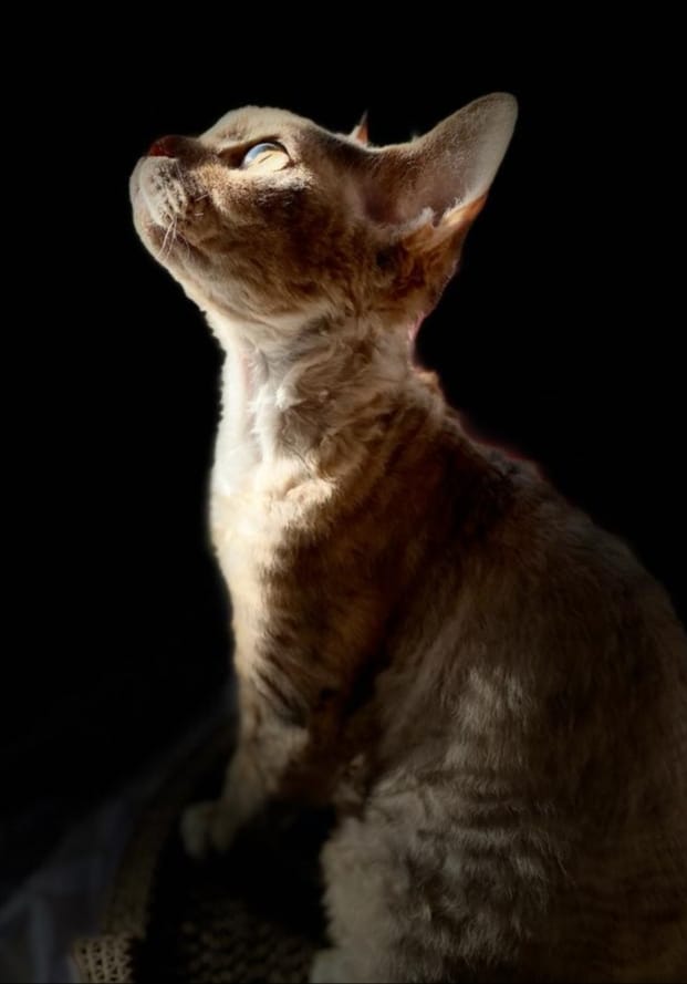 November 2020 : Opaline / Yuvaline Devon Rex