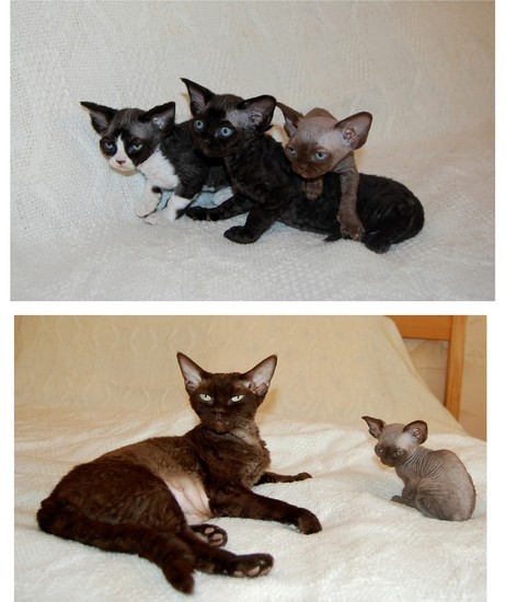 September 2014: Gaya du Caramy & babies / Caty Curtil