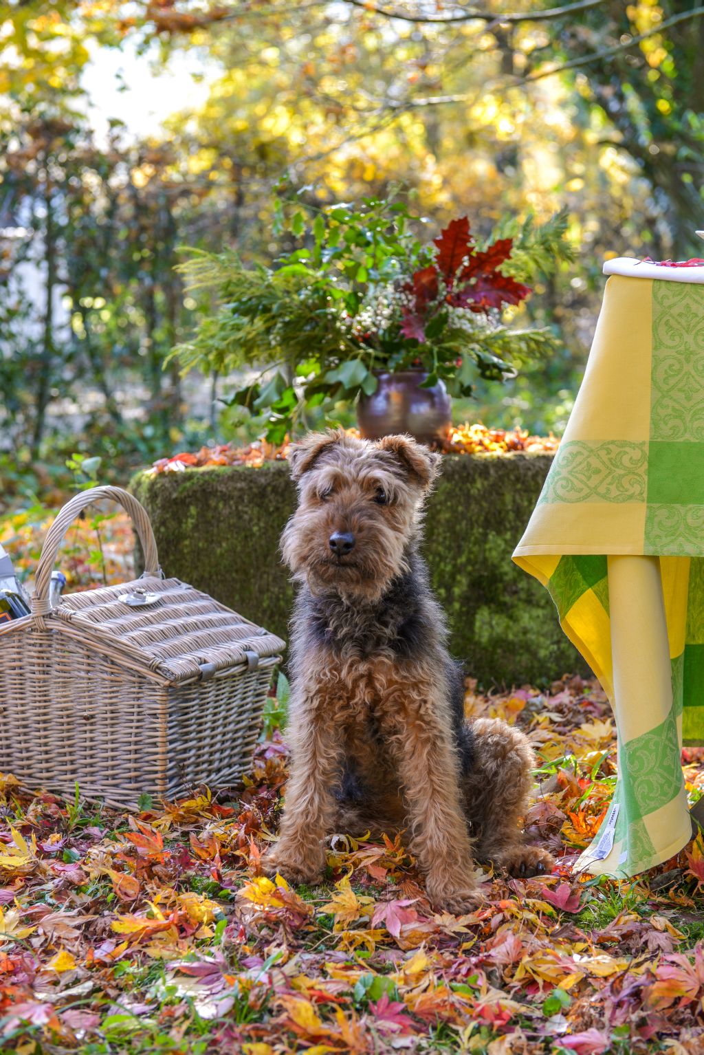 Gina, der Terrier #AltesForstamtimteutoburgerwald#