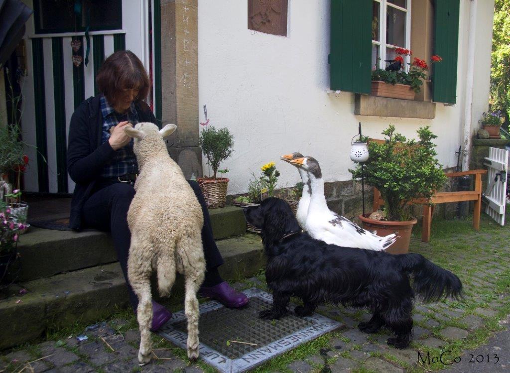 Die Tiere geniessen die Streicheleinheiten