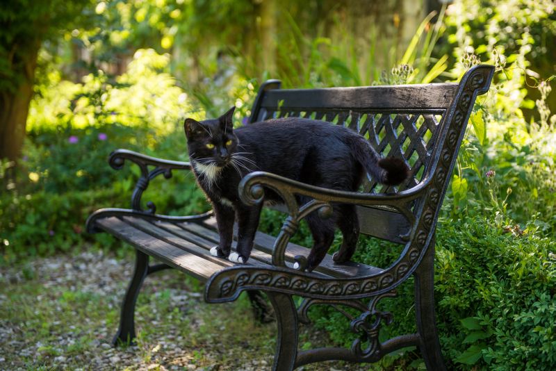 Katze Pitti 