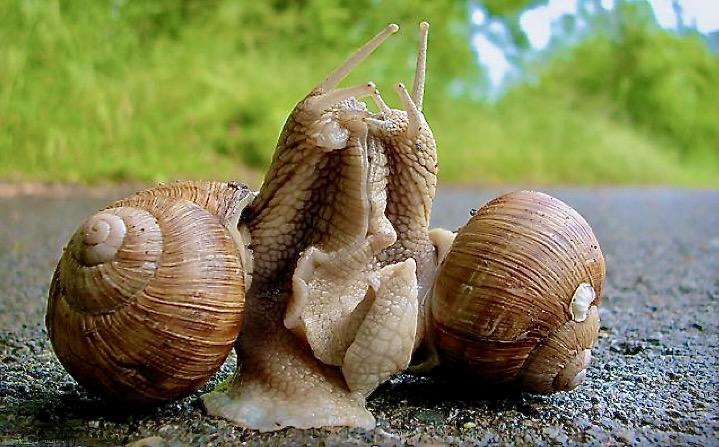 Das Bild zeigt zwei Weinbergschnecken, die beide weit aus ihren Häusern herausgekommen sind und sich aneinander aufgerichtet haben. Ihre Köpfe und Fühler sind ganz nah beieinander - als würden sie sich "küssen".
