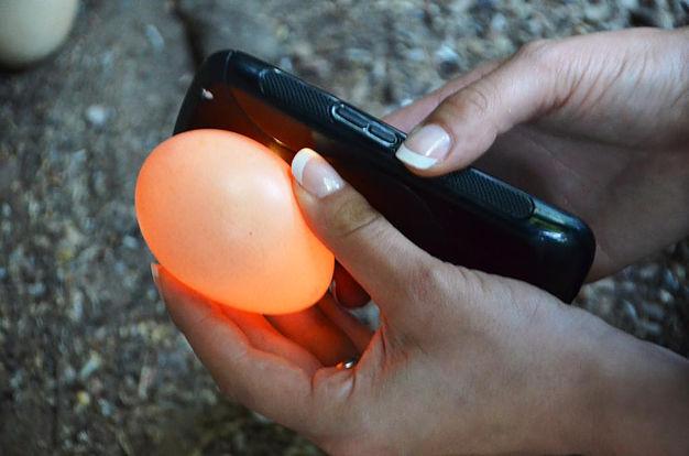 Ob Eier befruchtet sind oder leer kann man sehen, indem man sie mit einer Taschenlampe oder anderer Lichtquelle durchleuchtet. Ist das Ei rötlich, so ist es leer.