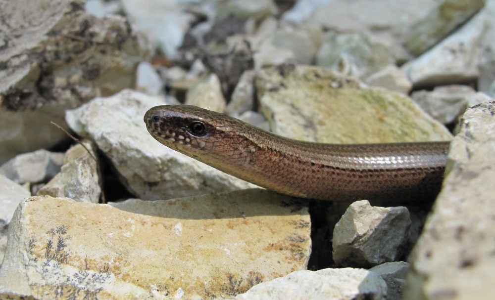 Blindschleiche in einem Steinhaufen