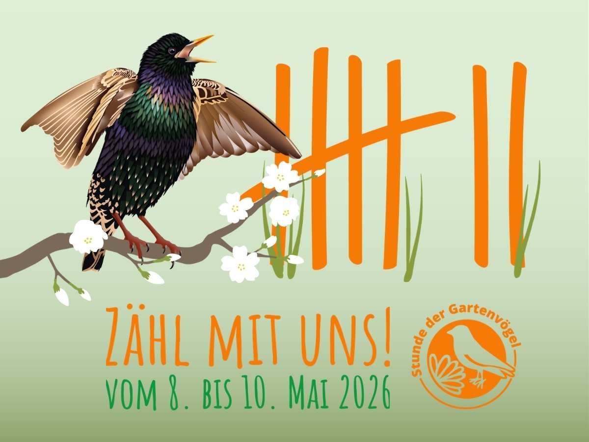Mitmachen: Stunde der Gartenvögel vom 08. - 10. Mai 2026