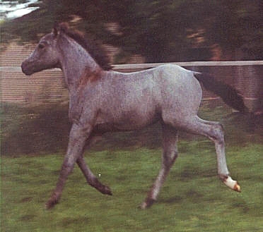 Kamerun's Giulia