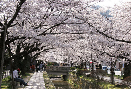 関雪桜🌸&哲学の道