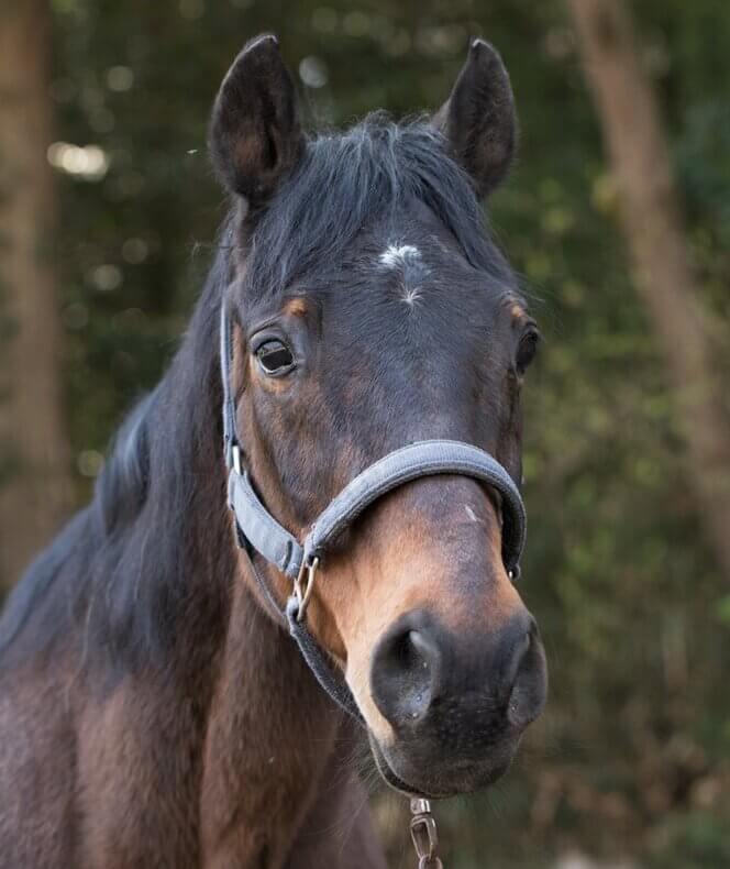 ロッキー(サラブレッド)🏇