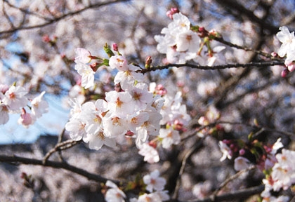 🌸関雪桜🌸