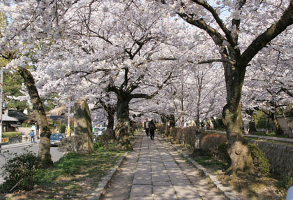 関雪桜🌸&哲学の道