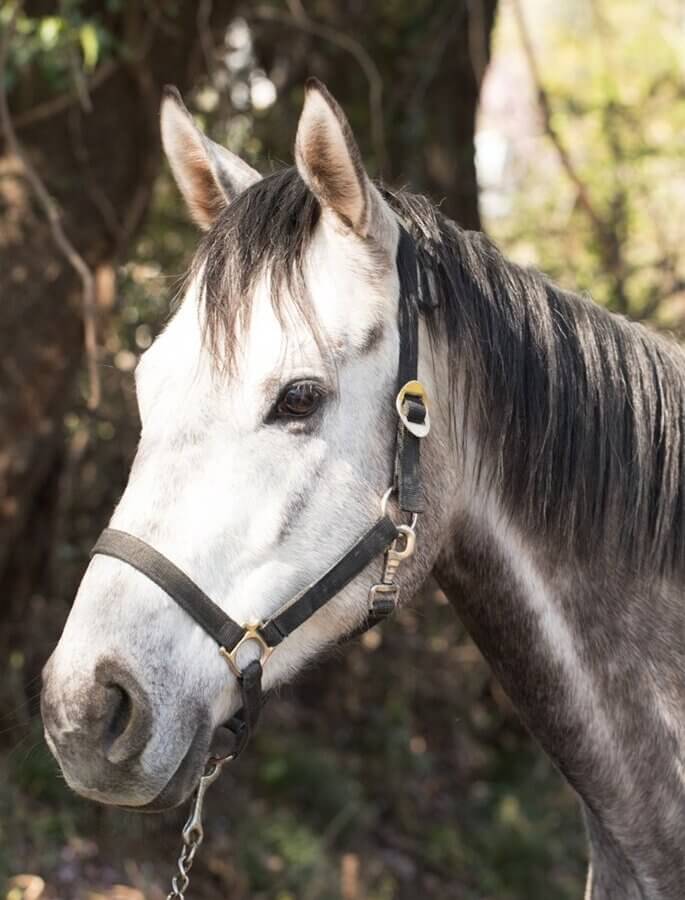 シンバ(サラブレッド)🏇