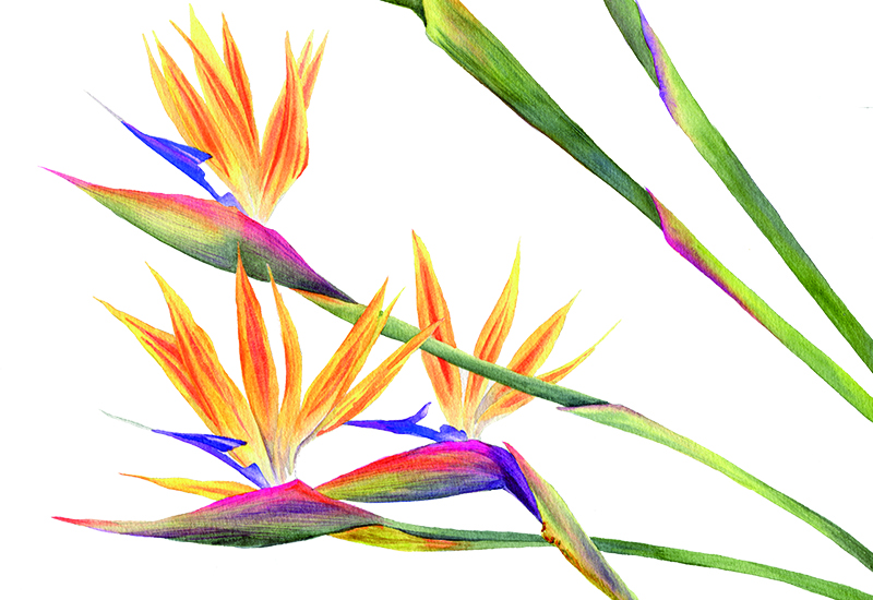 farbenfrohe Strelitzien mit Aquarellfarben malen