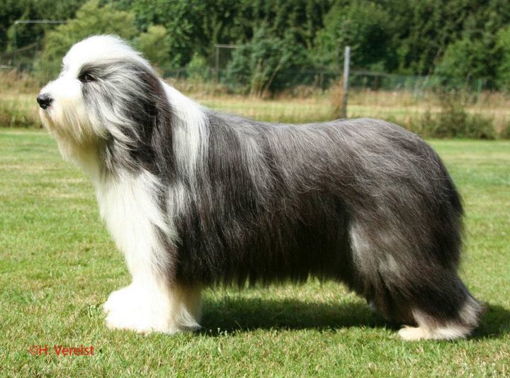 Der Seehund! Das Bärchen im Verein