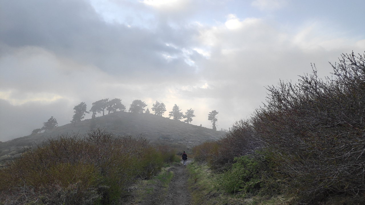 Mystical atmosphere near Wrightwood, Southern California.