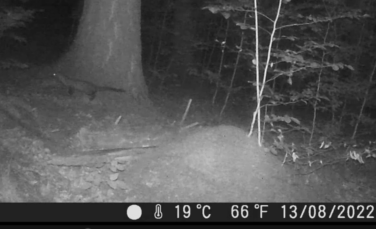Entwicklung Nest Bök-025