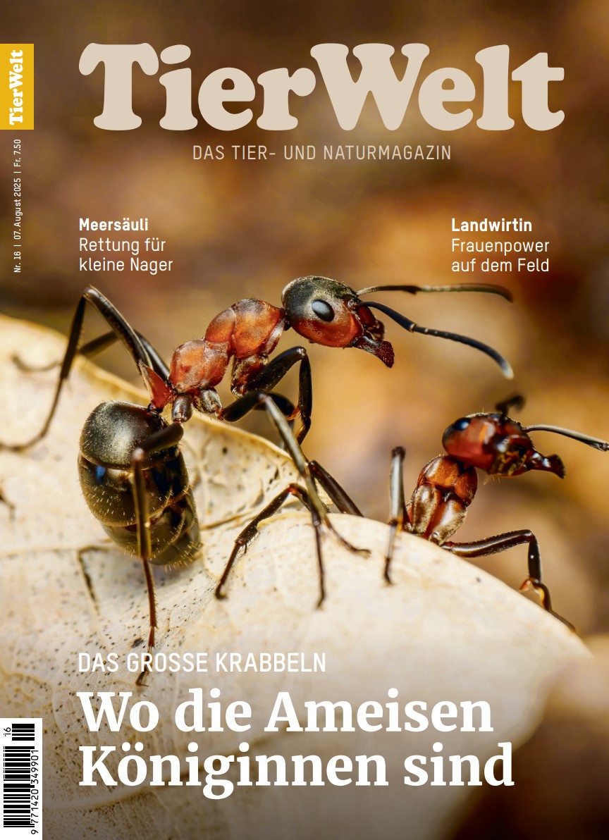 Artikel über Waldameisen und den Ameisenschutz in der Tierwelt