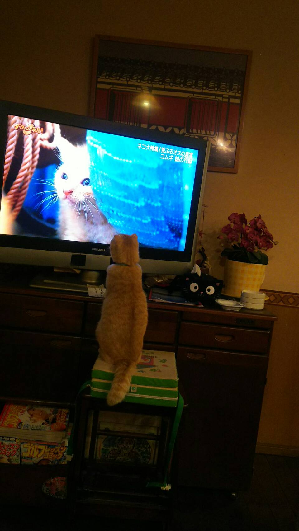 テレビに映る猫に反応してます